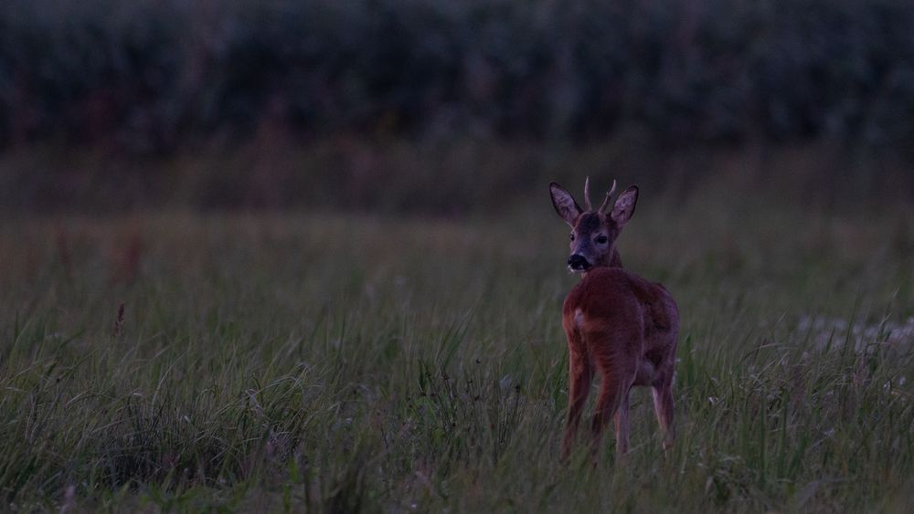 Wildlife - Der junge Rehbock...