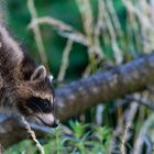 Wildlife - Der kleine Waschbär...