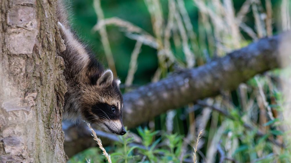 Wildlife - Der kleine Waschbär...