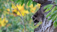 Wildlife - Der kleine Waschbär...