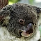 Wildlife: der Koala. Ein Porträt. Australien