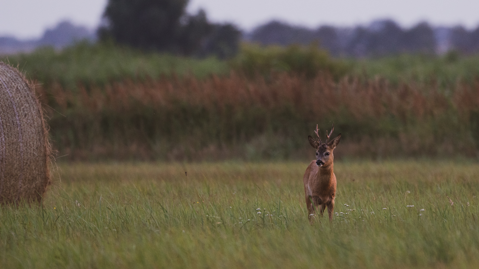 Wildlife - Der Rehbock...