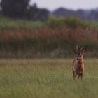 Wildlife - Der Rehbock...