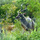 Wildlife: Dieses Kudu ließ sich von uns nicht stören. Krüger Park, Südafrika 2018, 