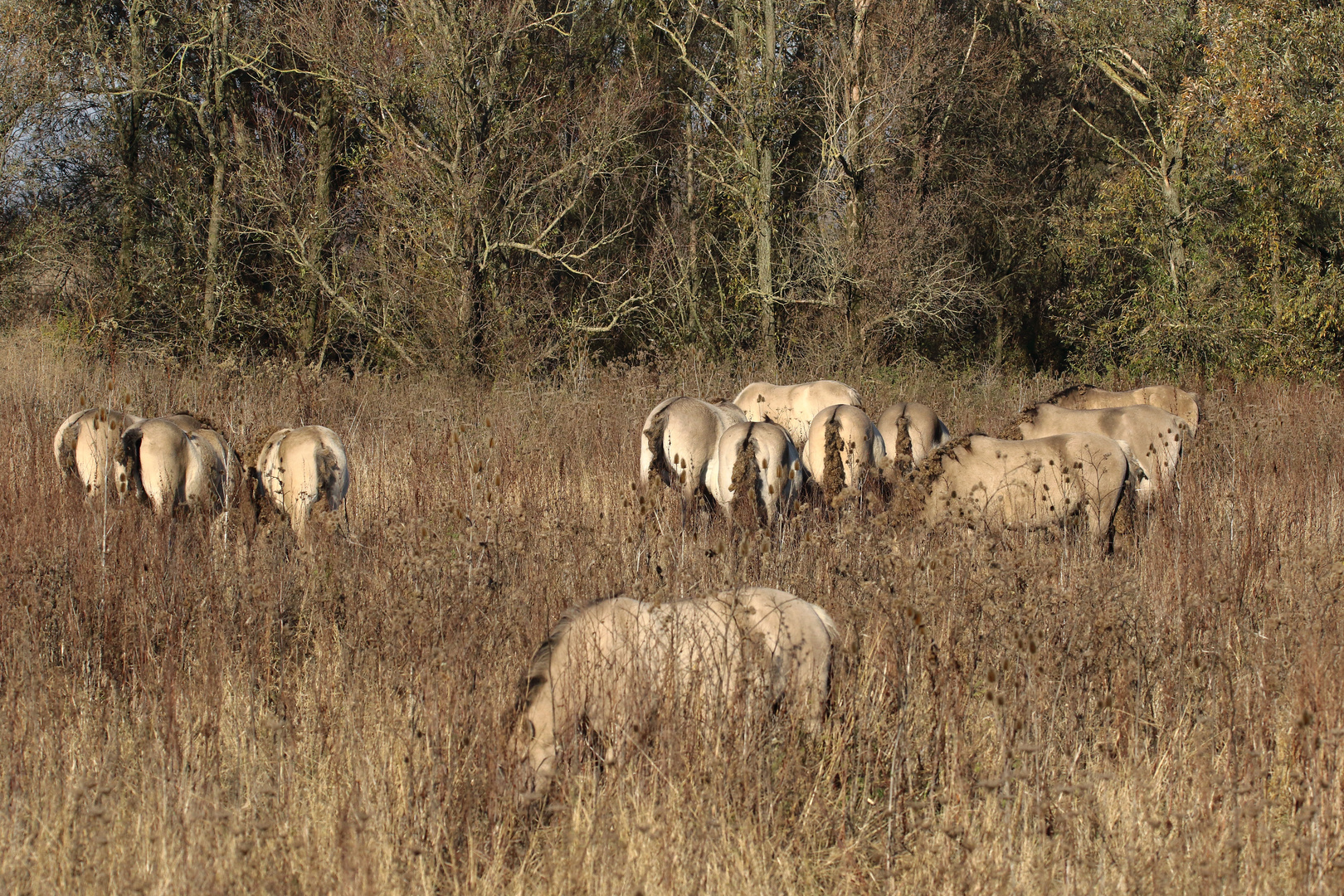 Wildlife-Doku ...Wildpferde