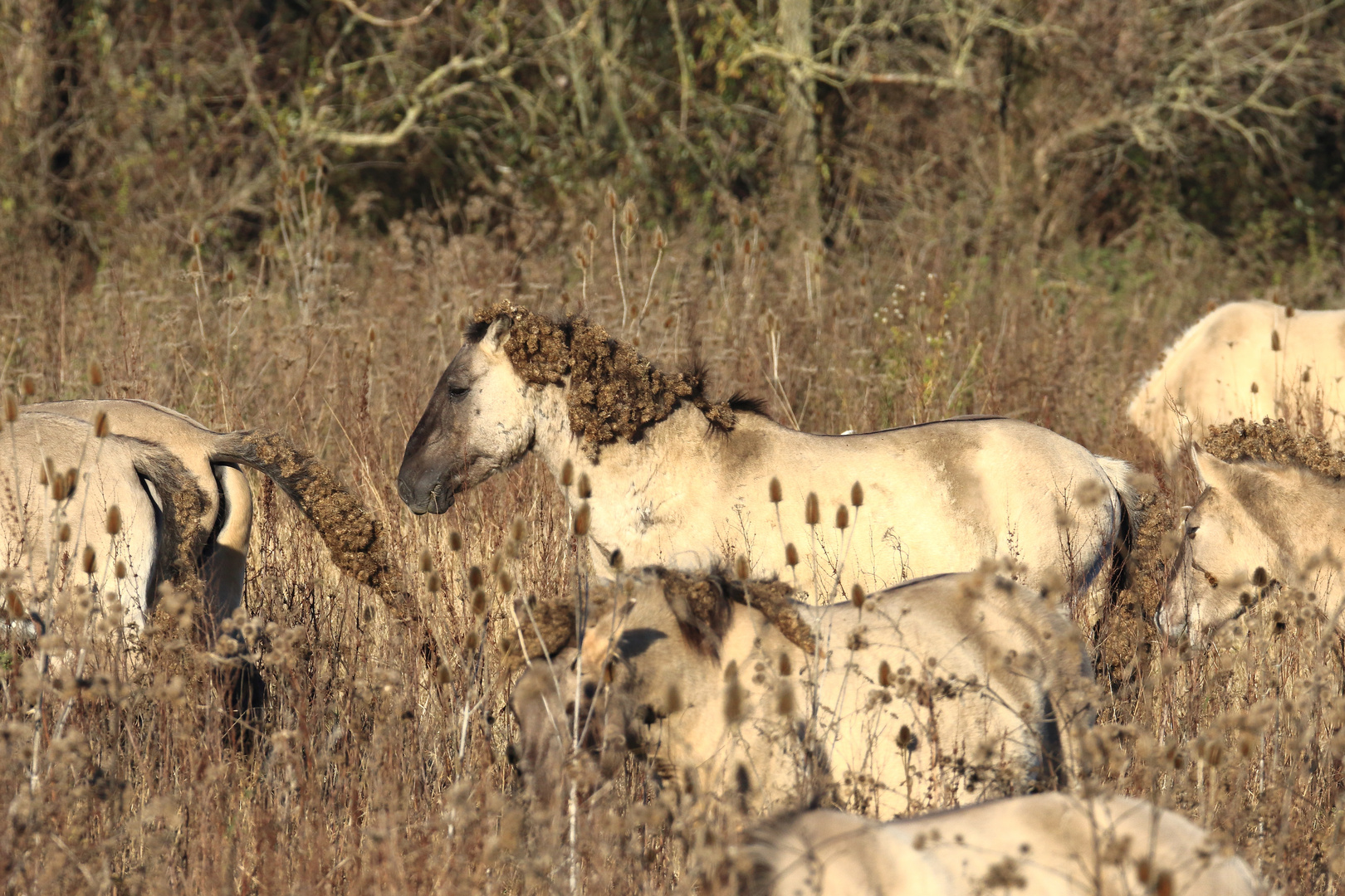 Wildlife-Doku ...Wildpferde