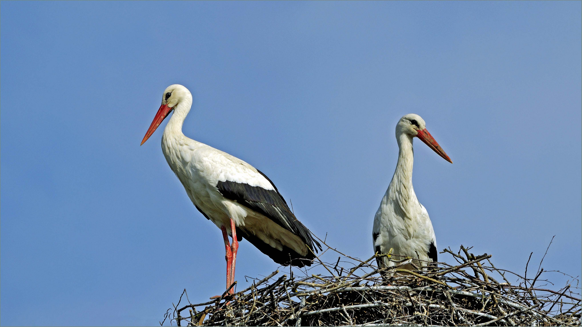 Wildlife durch die Uckermark(1)