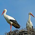 Wildlife durch die Uckermark(1)