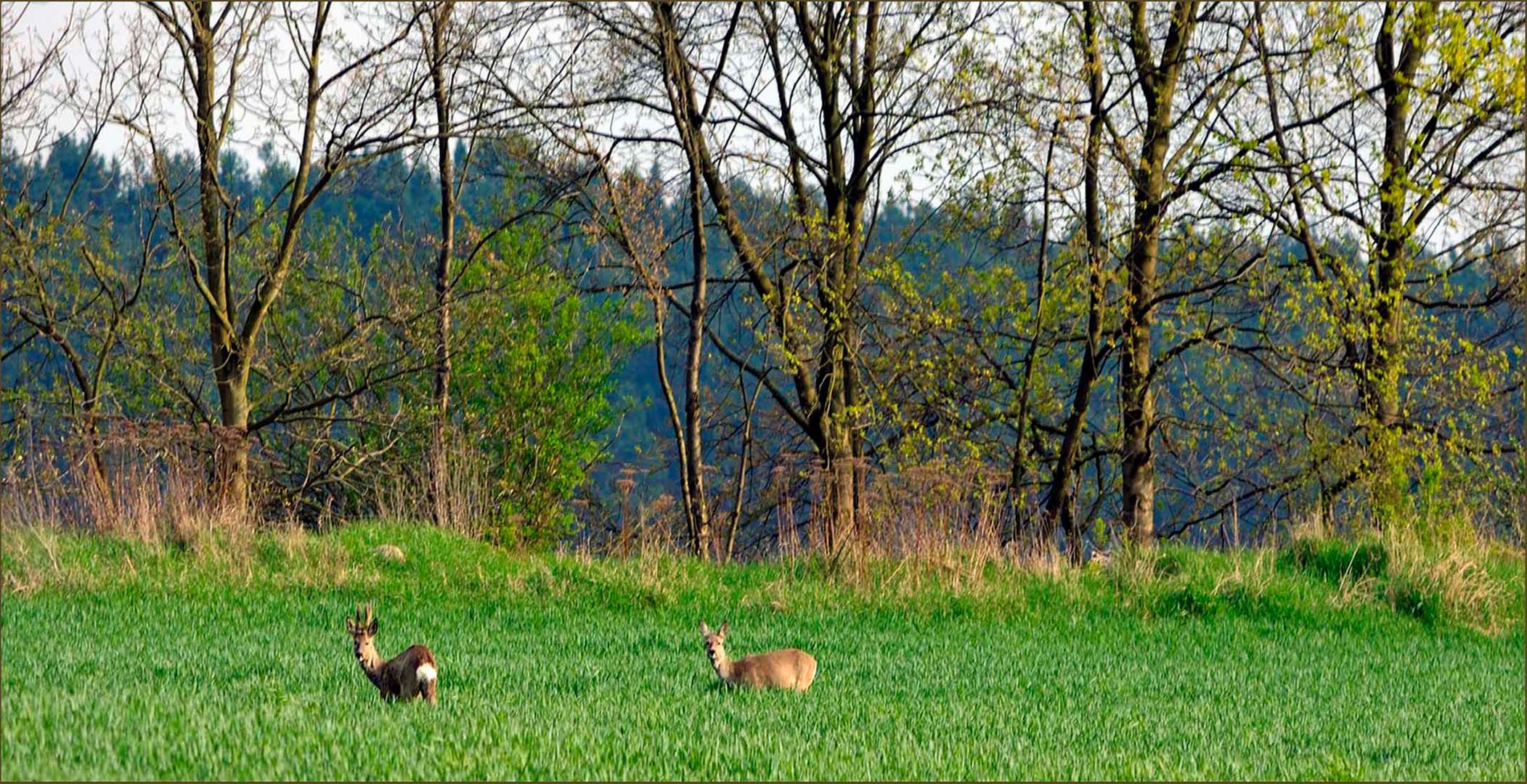 Wildlife durch die Uckermark(2)