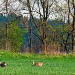 Wildlife durch die Uckermark(2)