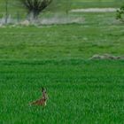 Wildlife durch die Uckermark(3)