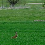 Wildlife durch die Uckermark(3)