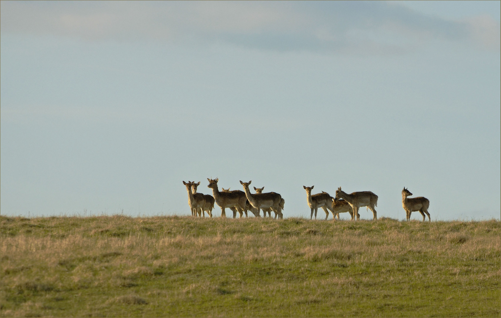 Wildlife durch die Uckermark(4)