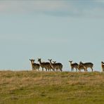 Wildlife durch die Uckermark(4)