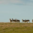 Wildlife durch die Uckermark(4)