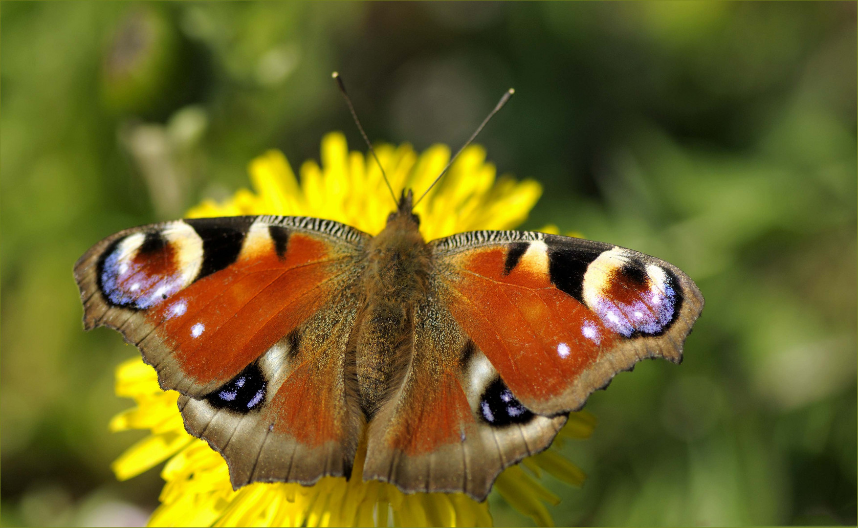 Wildlife durch die Uckermark(5)