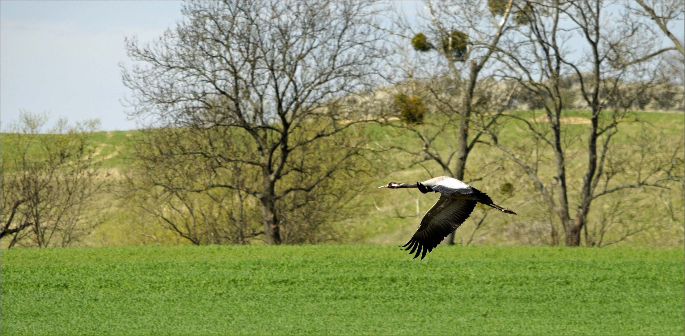 Wildlife durch die Uckermark(6)