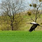 Wildlife durch die Uckermark(6)