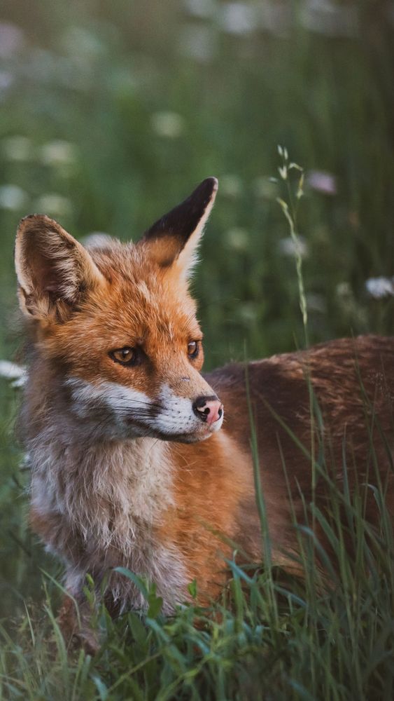 Wildlife - Ein hübscher Fuchs...