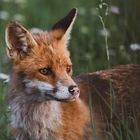 Wildlife - Ein hübscher Fuchs...