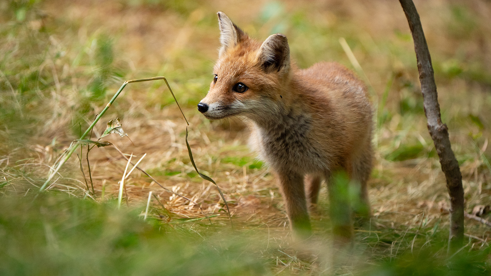  Wildlife - Ein kleiner Fuchs...