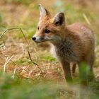  Wildlife - Ein kleiner Fuchs...