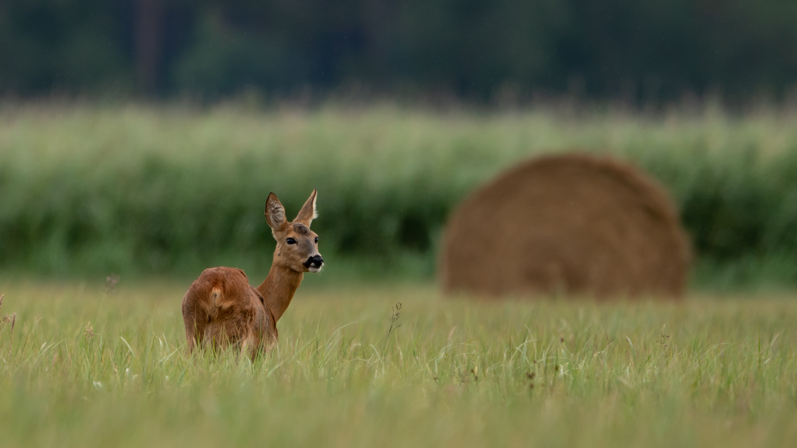 Wildlife - Ein Reh...