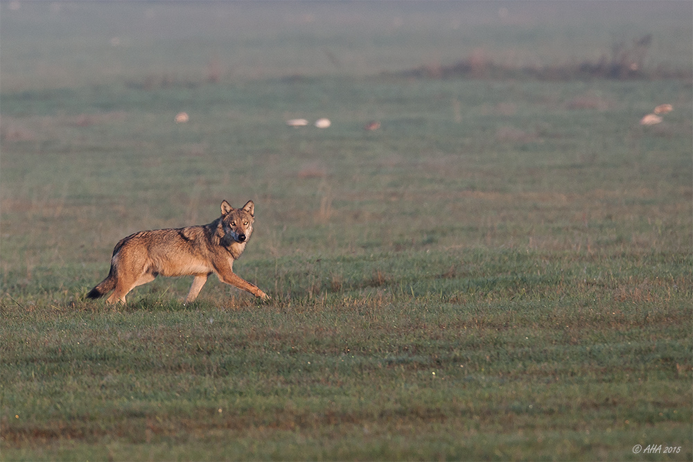 wildlife... ein Wolf