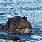 Wildlife: eine Begegnung der besonderen Art. Botswana 2018