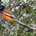 Wildlife: eine Wanderbaumelster im Ranthambore NP, Indien 2018