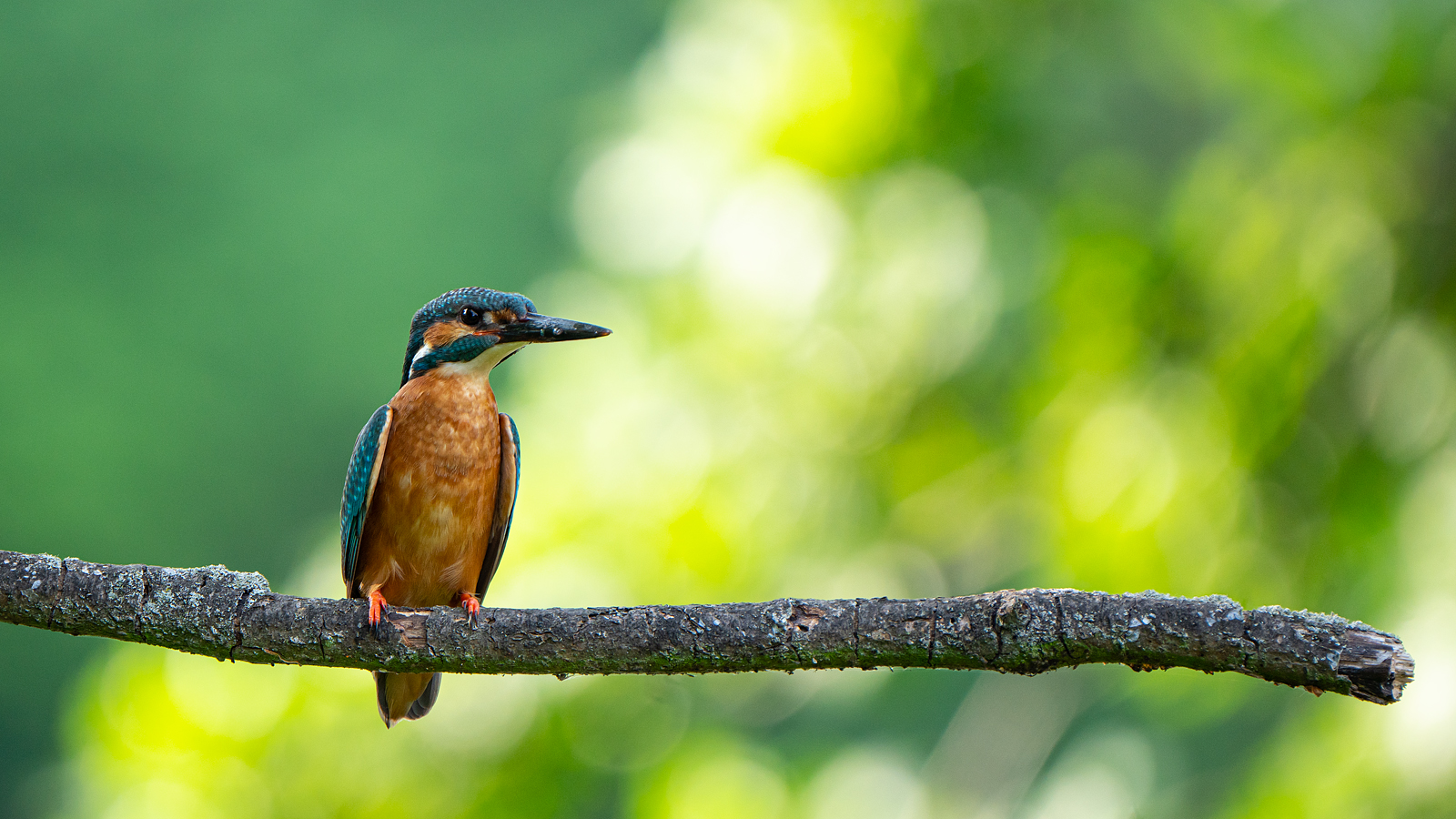 Wildlife - Eisvogel