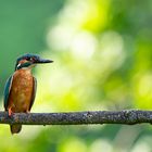 Wildlife - Eisvogel