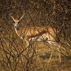 Wildlife Etosha 