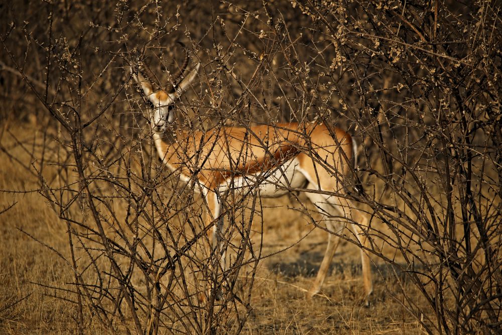 Wildlife Etosha 