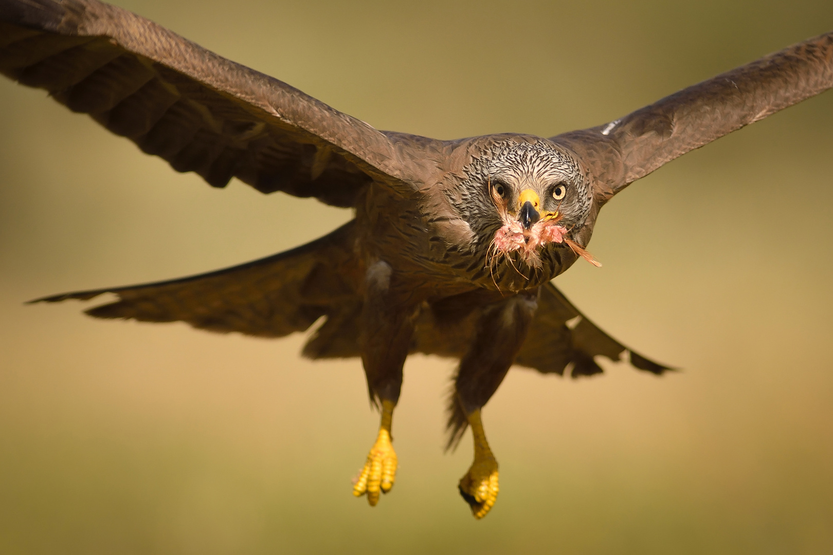 Wildlife - Extremadura - Spanien