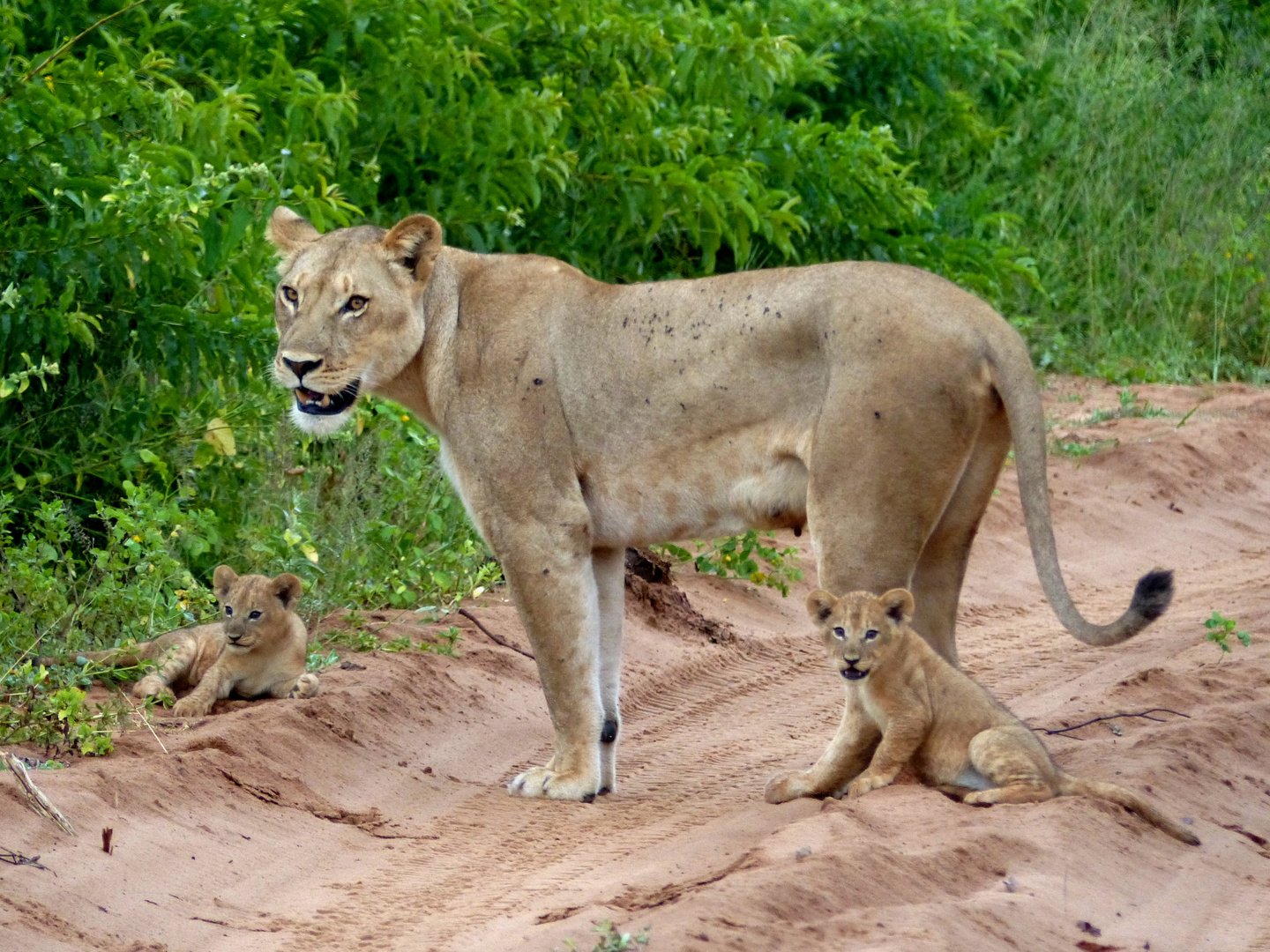 Wildlife: Familienausflug im Chobe Nationalpark. Botswana März 2018