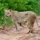 Wildlife: Familienausflug im Chobe Nationalpark. Botswana März 2018