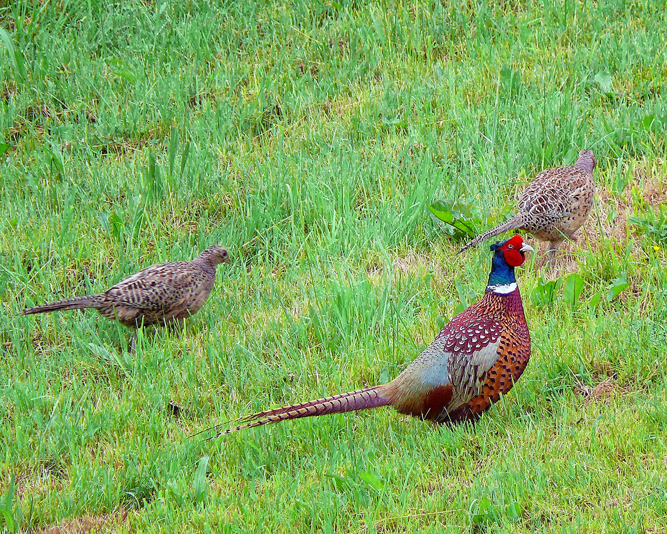 Wildlife - Fasan mit zwei Hennen