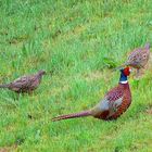 Wildlife - Fasan mit zwei Hennen