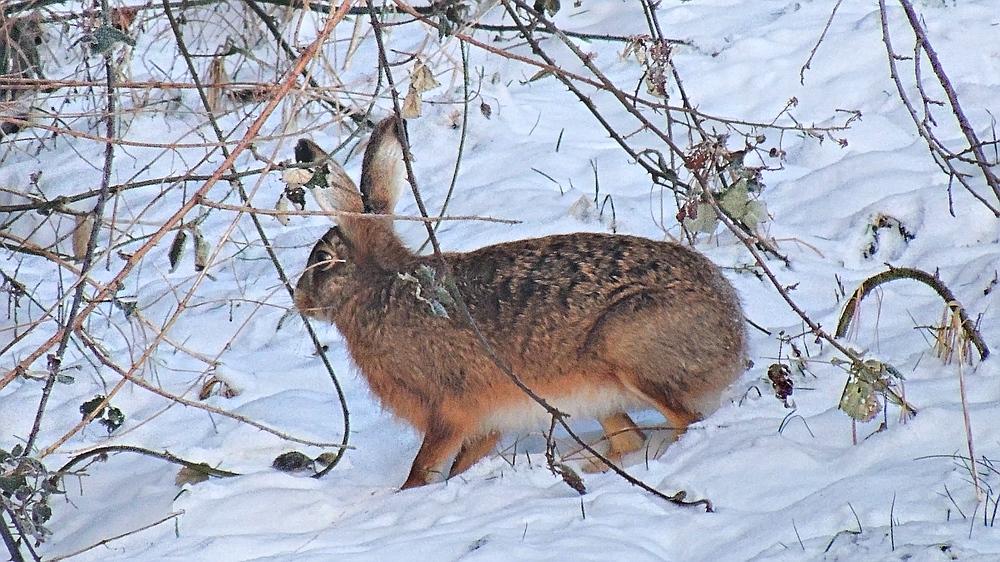 Wildlife - Feldhase im Winkhauser Bachtal