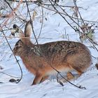 Wildlife - Feldhase im Winkhauser Bachtal