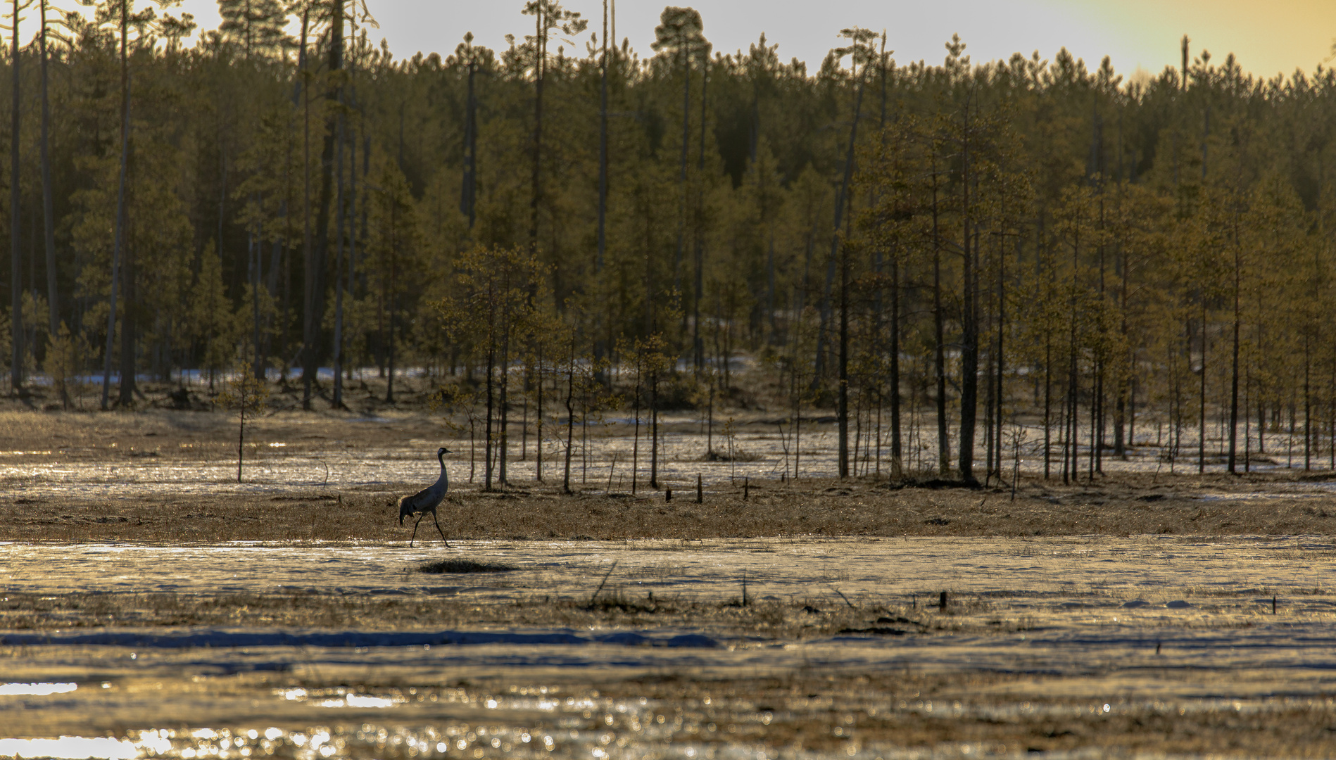 Wildlife Finnland-01