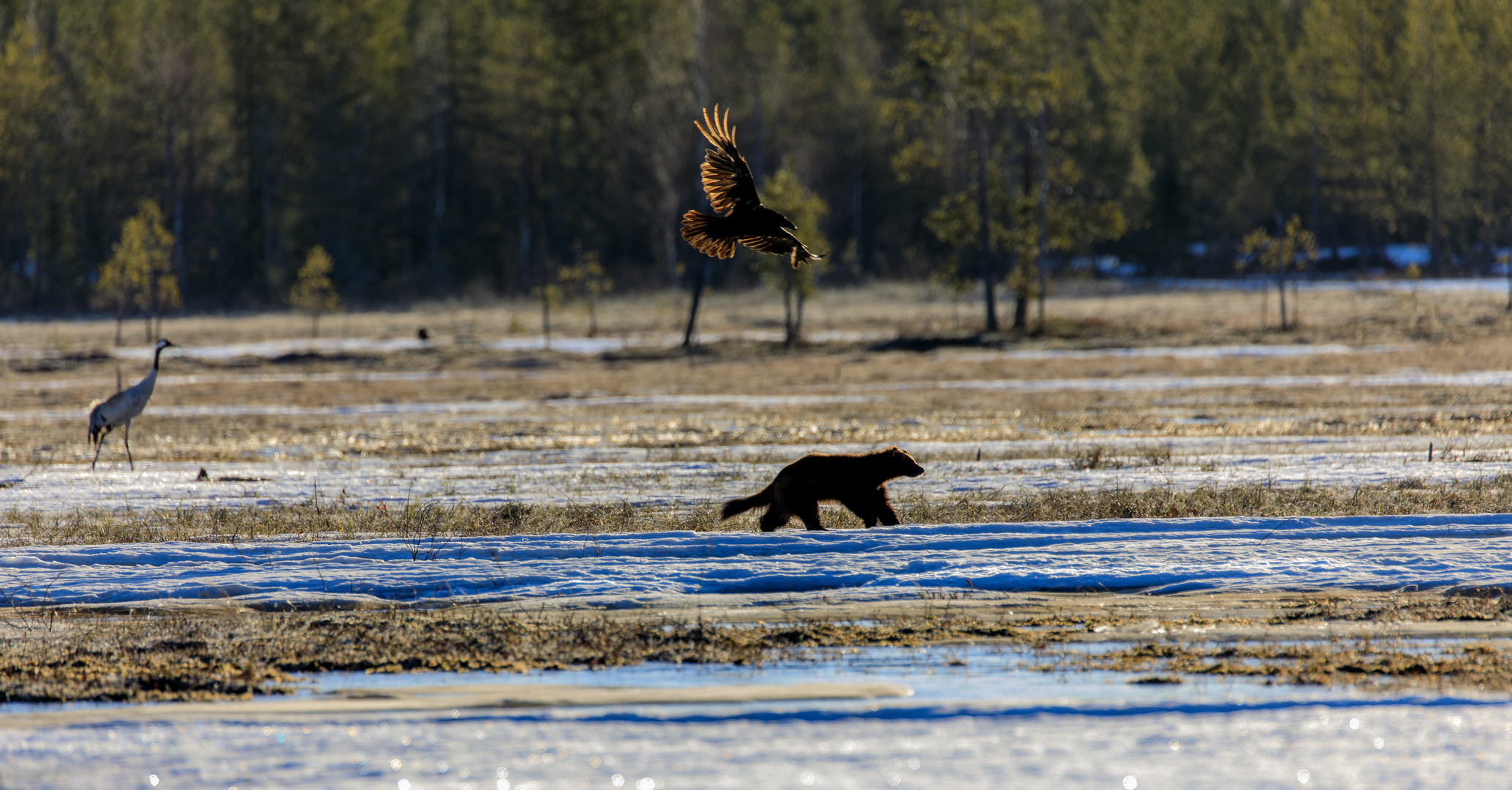 Wildlife Finnland-02