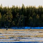 Wildlife Finnland-03