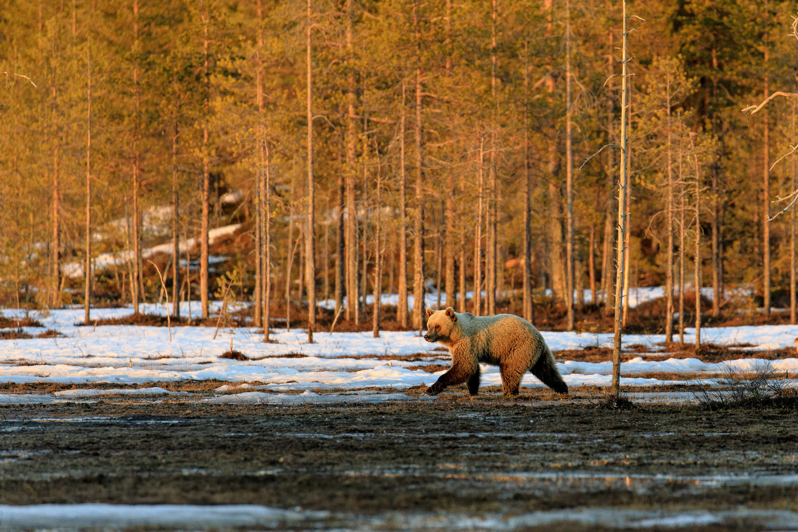 Wildlife Finnland-06