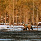 Wildlife Finnland-06