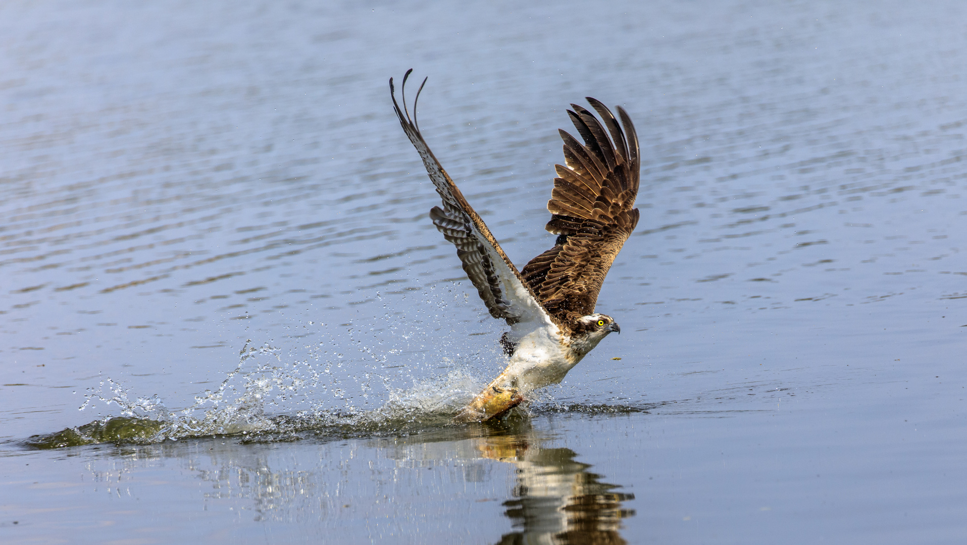 Wildlife Fischadler II - chancenlos