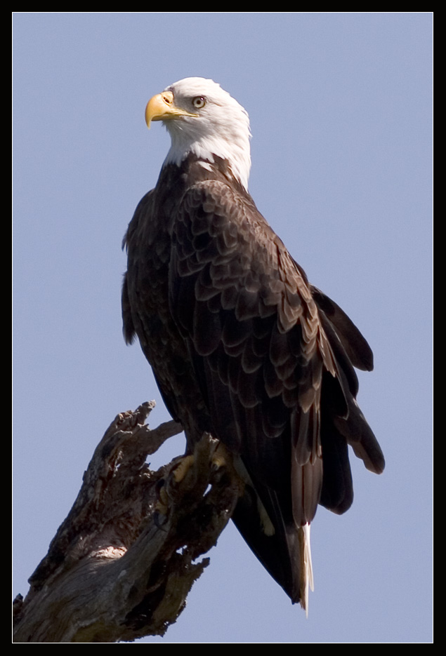 Wildlife Florida 1