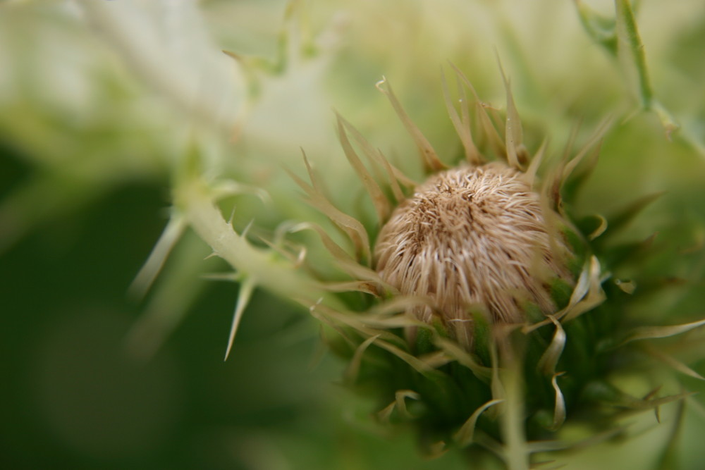 Wildlife Flower