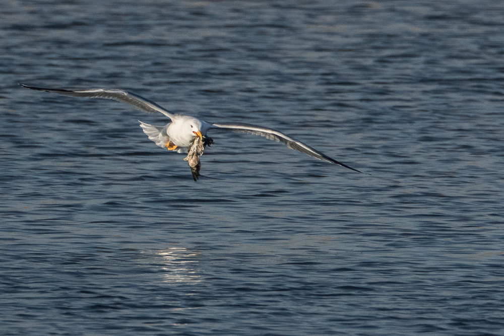 Wildlife- "Fressen und gefressen werden"